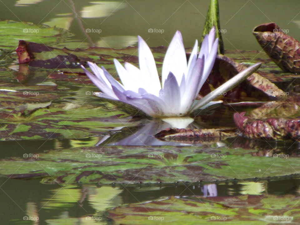 Purple And White Waterlily