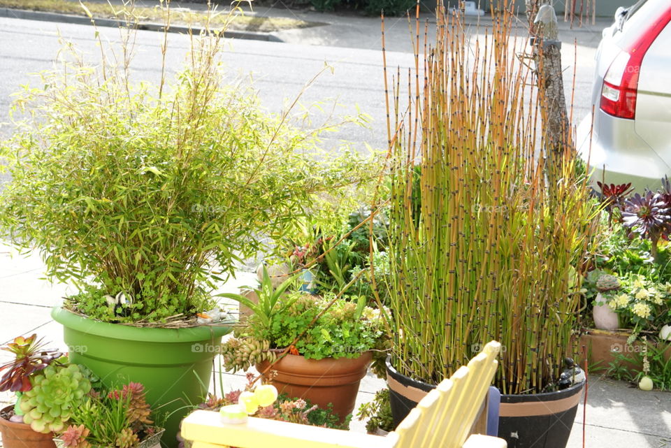 plants in pots