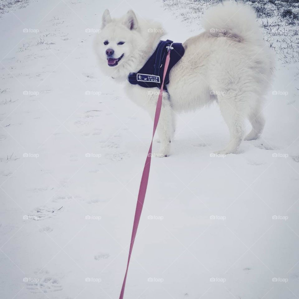 my happy dog