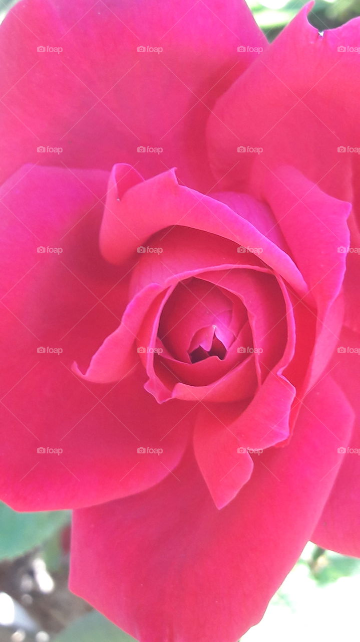flor. rosa