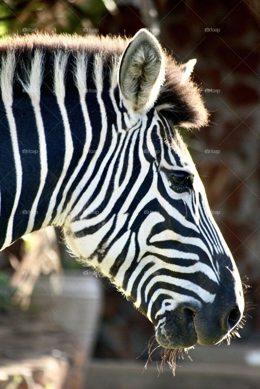 A close up shot of a zebra in Zimbabwe 