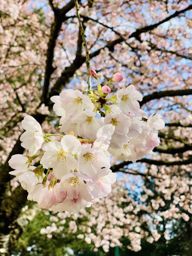 Sakura