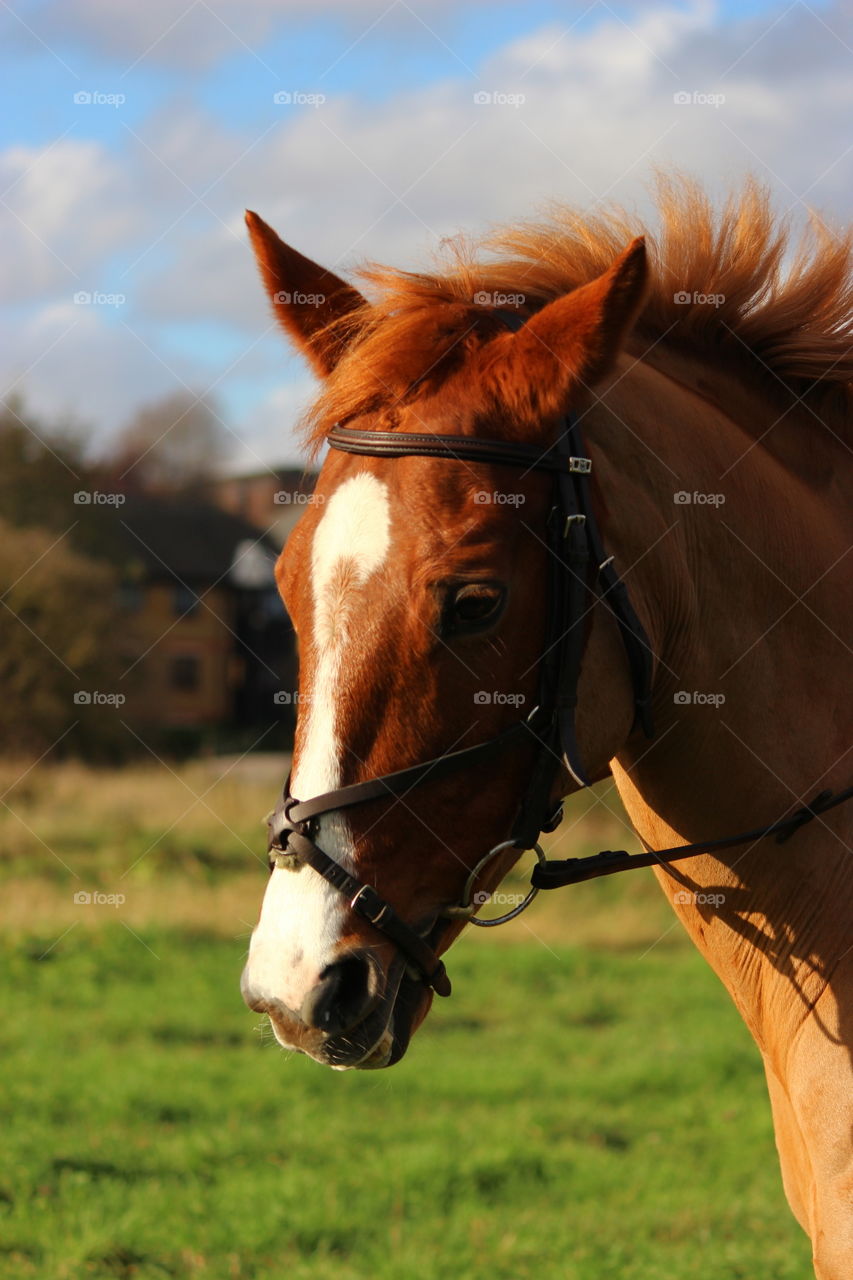 Beautiful day to spend in a park with a horse. Equine photography. Horseback riding.