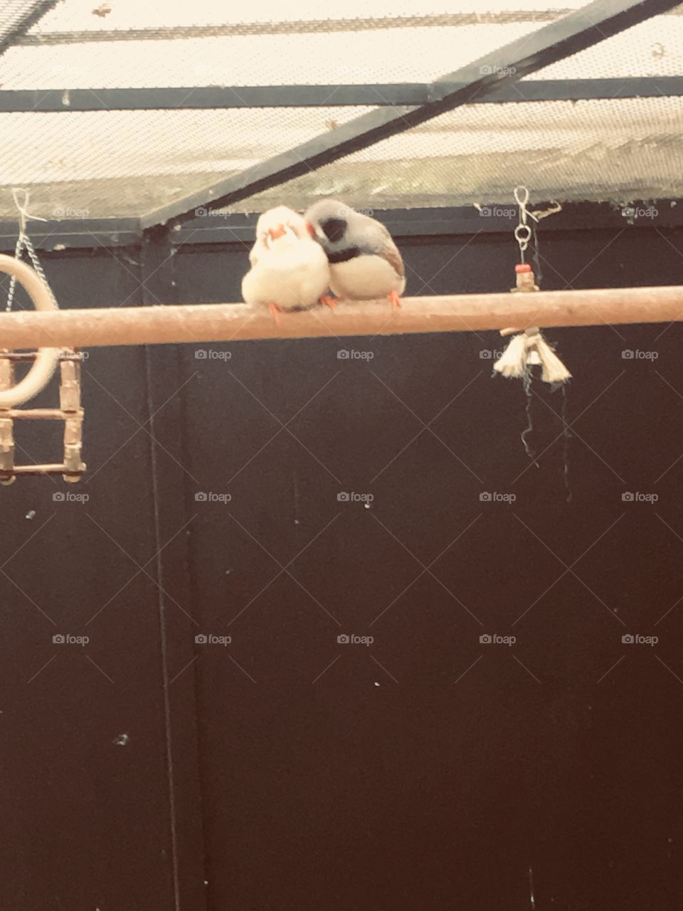 Little birds in love