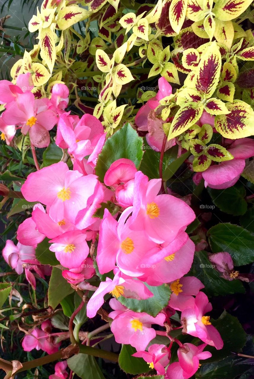 Beautiful  Pink Flowers in garden