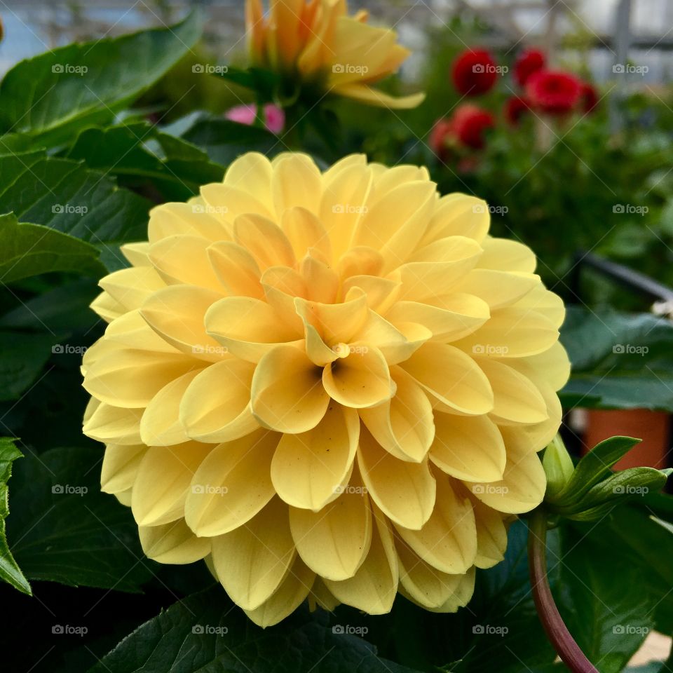 Pretty yellow flower