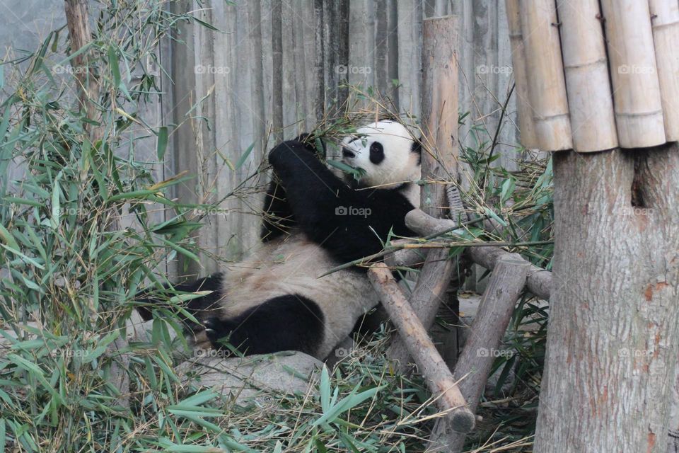 panda. panda reserve in Chengdu China