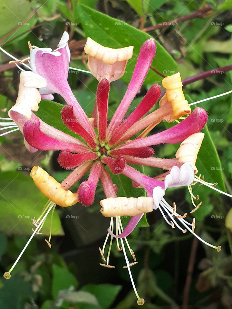 Nature, Flower, No Person, Flora, Garden