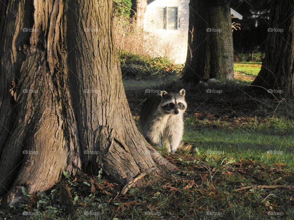 The burglar. The burglar, a raccoon in the yard.  