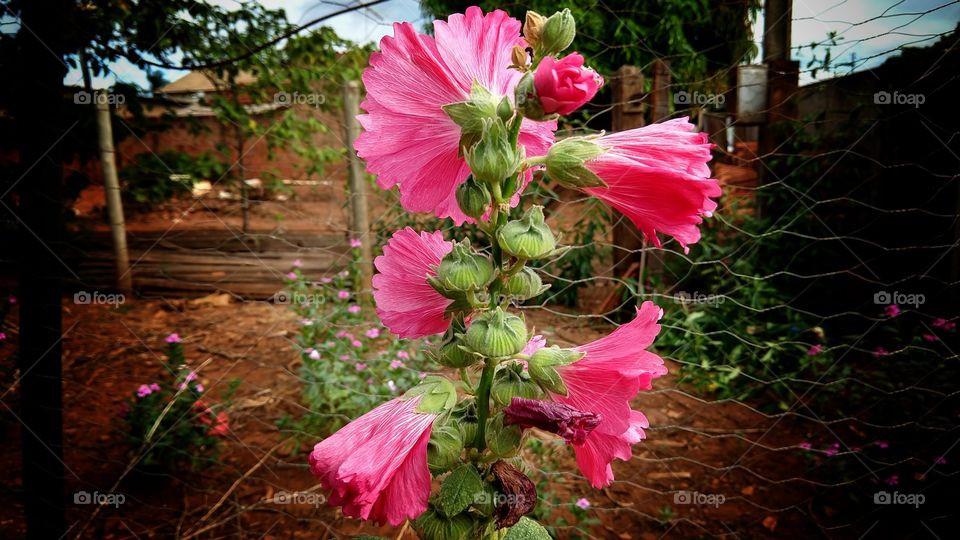 Um show! É um espetáculo da vida que Deus faz naturalmente em cada milésimo de segundo nas plantas nas cores nas flores nas luzes nas sombras em nossa saúde nos pomares em todo o sistema.