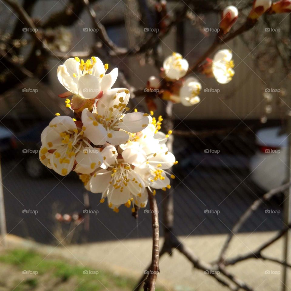 spring mood, spring in the city ,delicate plum flowers