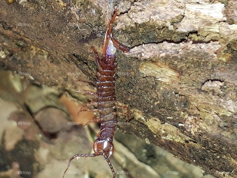 centipede