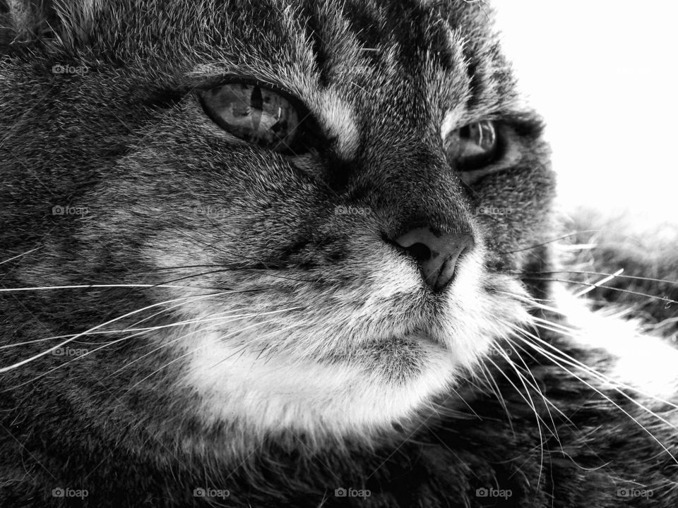 Close-up of a cat head