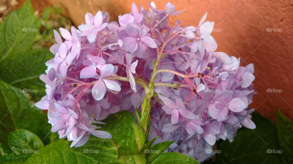 Aqui novamente a planta com flores que parecem folhas de cores rosas.