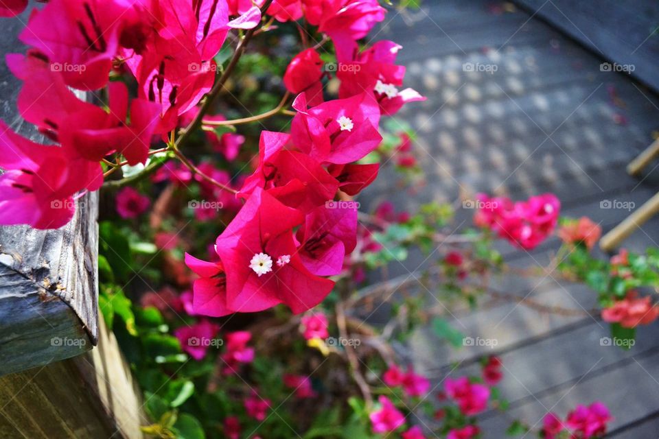 bougainvillea