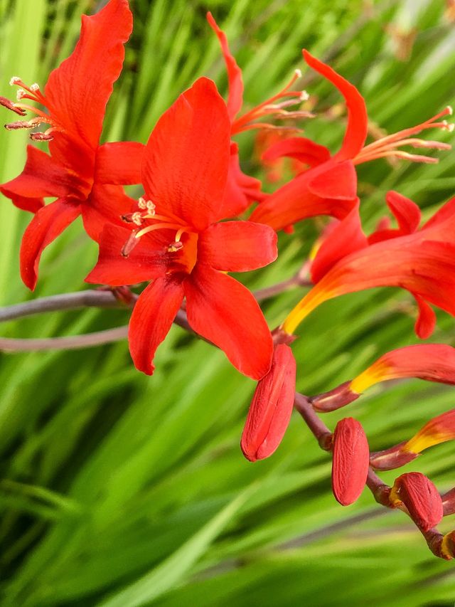 Fire Flower