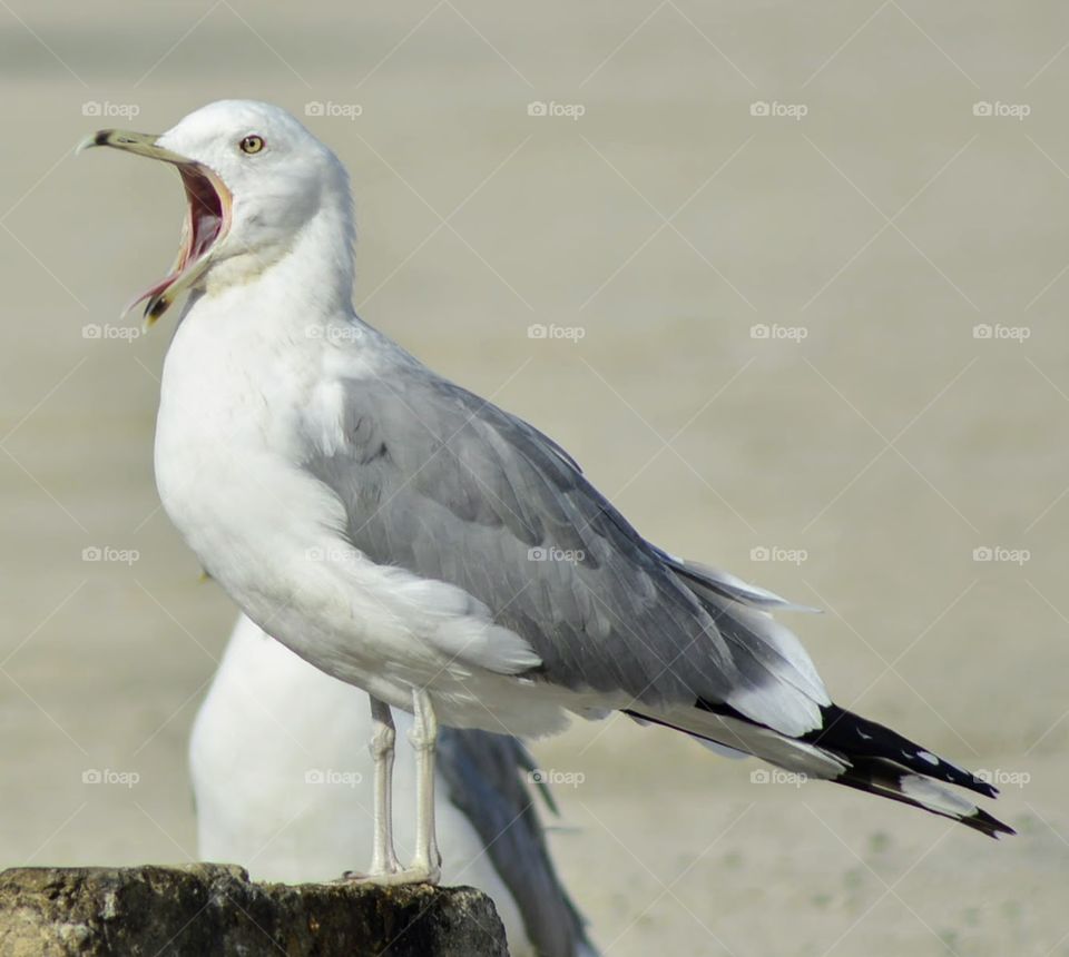 Seagull yawing at Juffair Bahrain during a chilly afternoon 