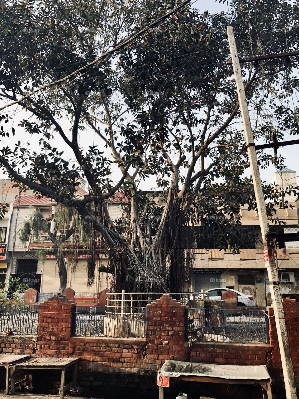 An old tree in the middle of the city 
