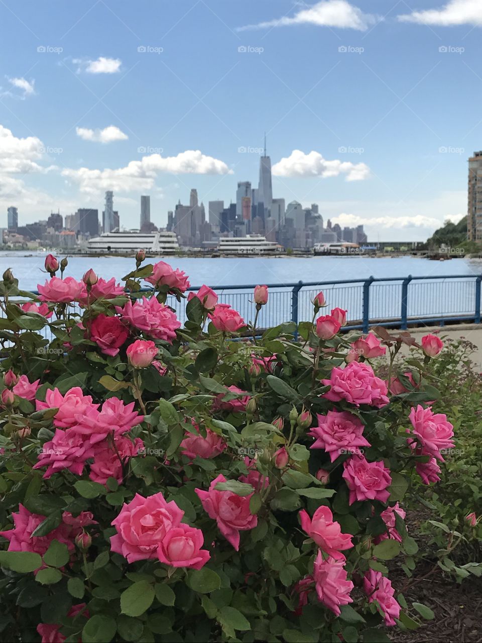 Roses On The Hudson
