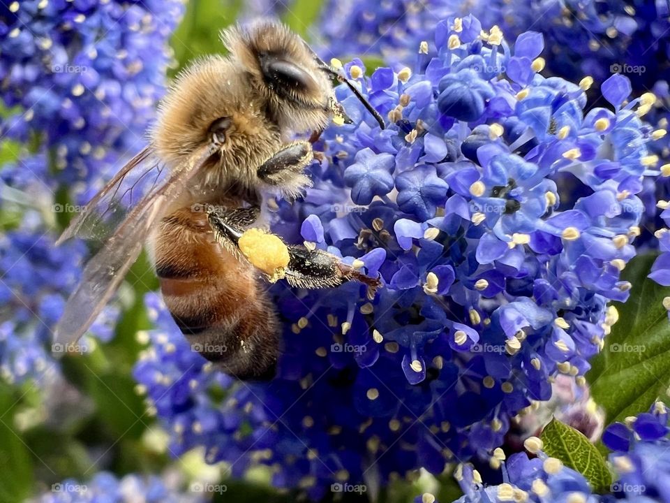 Bee On Blue Flowers 