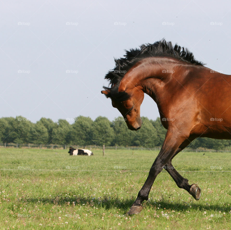 Horse running on grass field