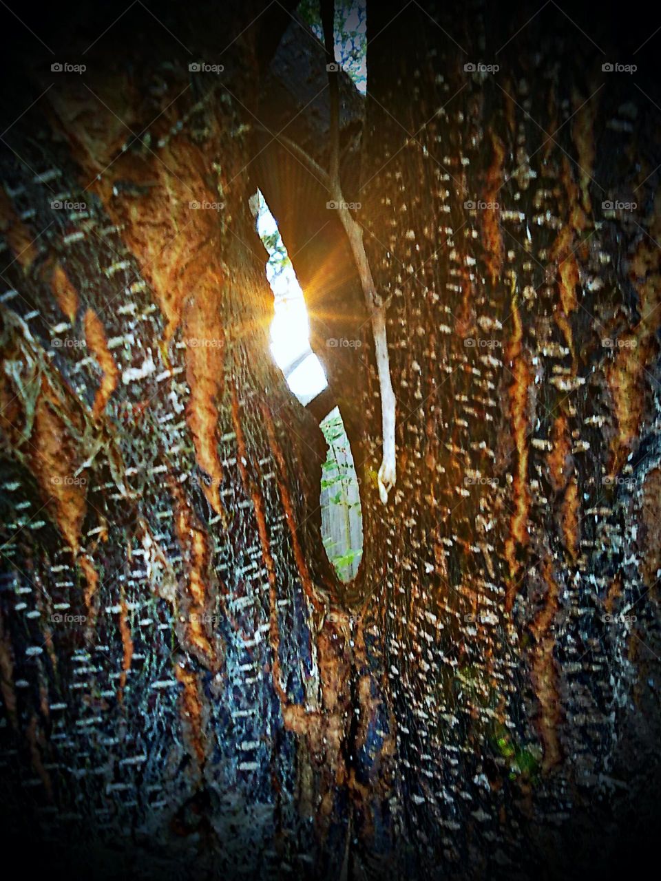 Sun Through Tree Trunk