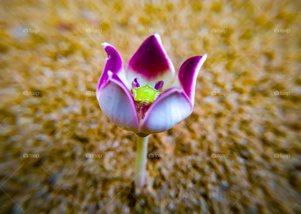 A colotropis blooming single flower on a gray background