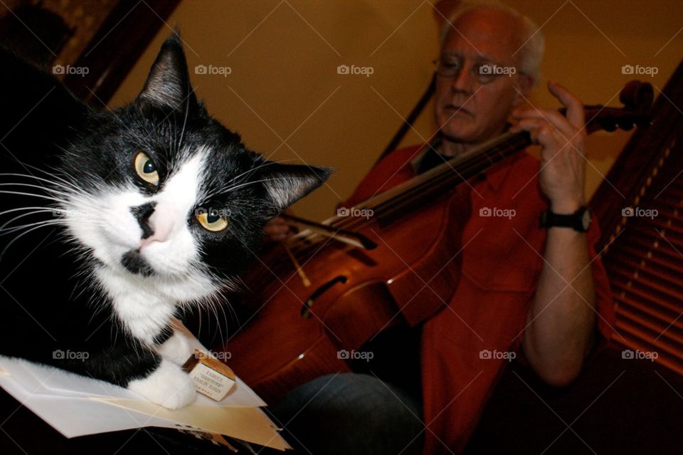 Annoyed cat with musician in background