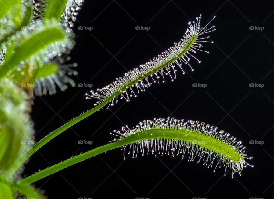 Close up of 2 tentacles on a carnivorous sundew plant against a black background 