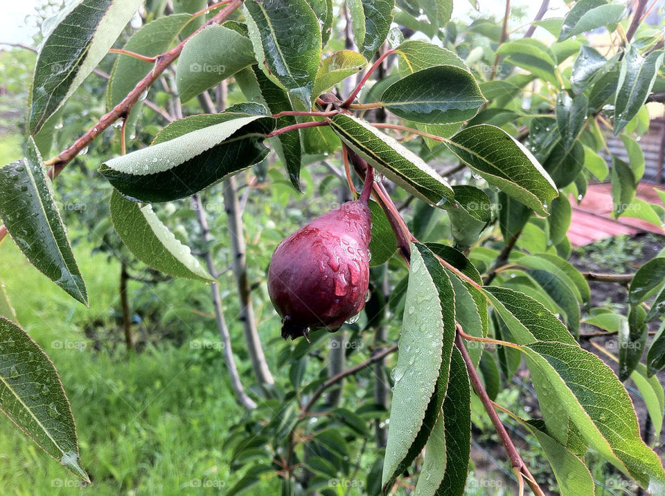 green nature fruit pear by heim.bogdan