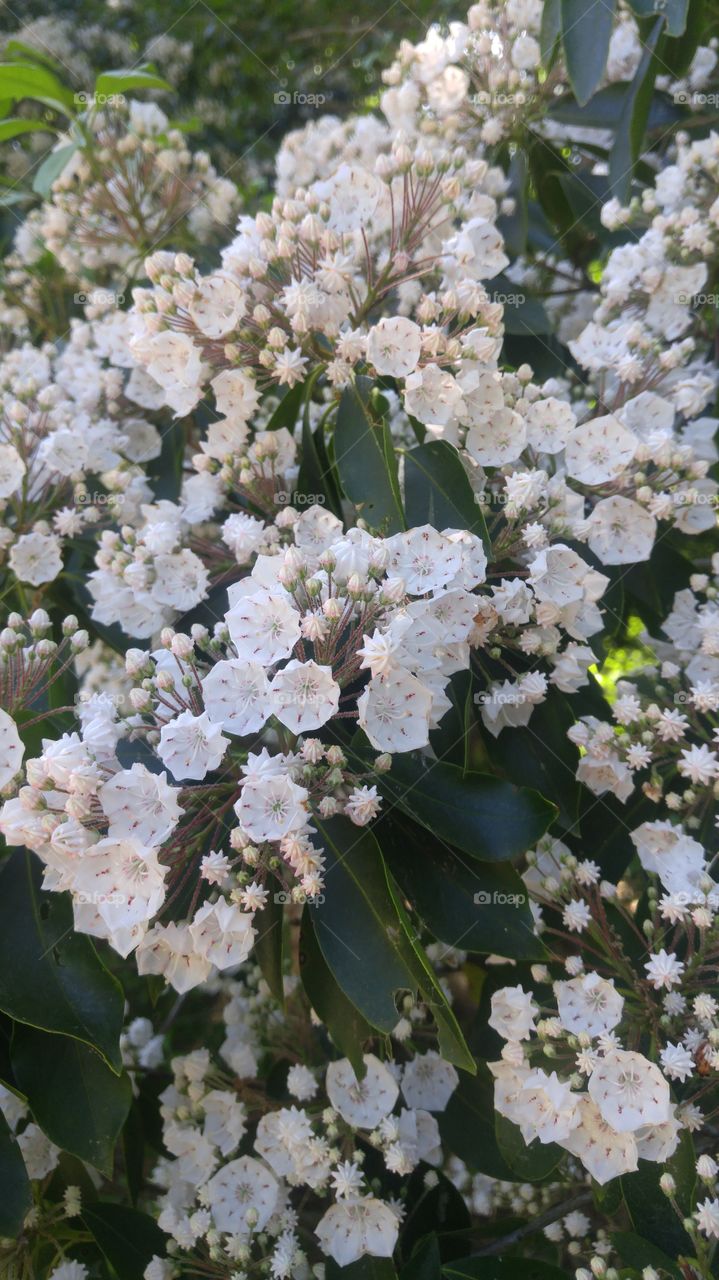 Mountain laurel