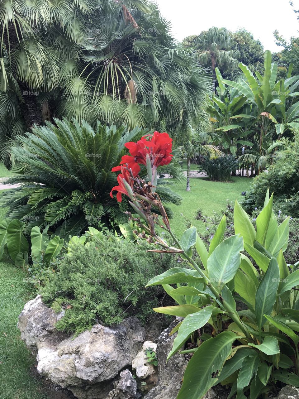 Red Cana in tropical garden