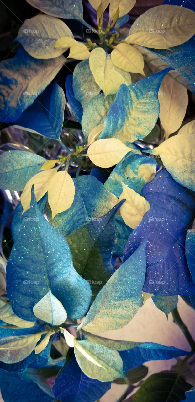 Blue Glitter Poinsettia
