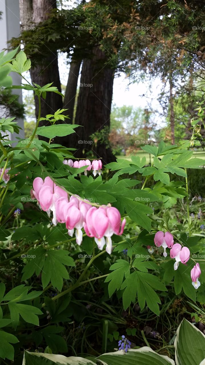 bleeding hearts. my grandma always grew these flowers