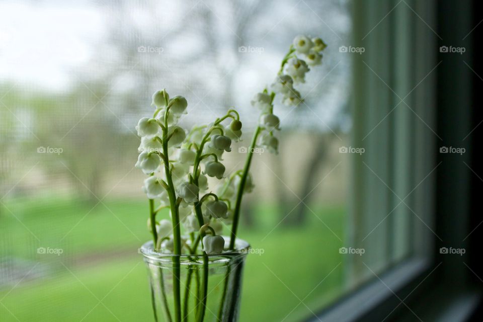 Closeup of Lily of the Valley blossoms in a small glass vase on a white-painted windowsill with a view of a rural landscape in spring