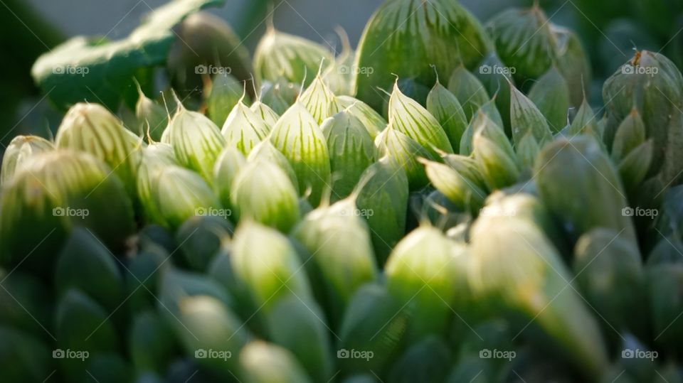 succulent plant in sunset