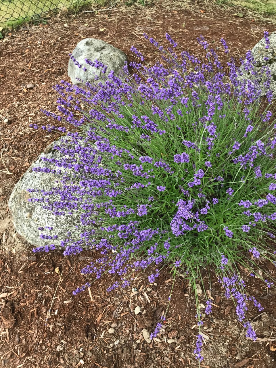  A beautiful bloom right beside a huge stone