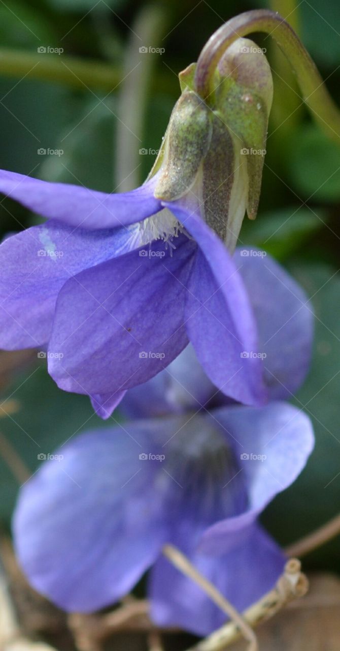 wild violets