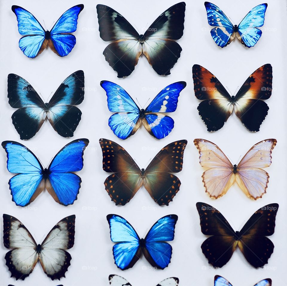 beautiful different blue butterflies