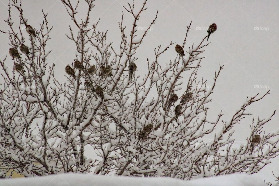 Birds on a tree