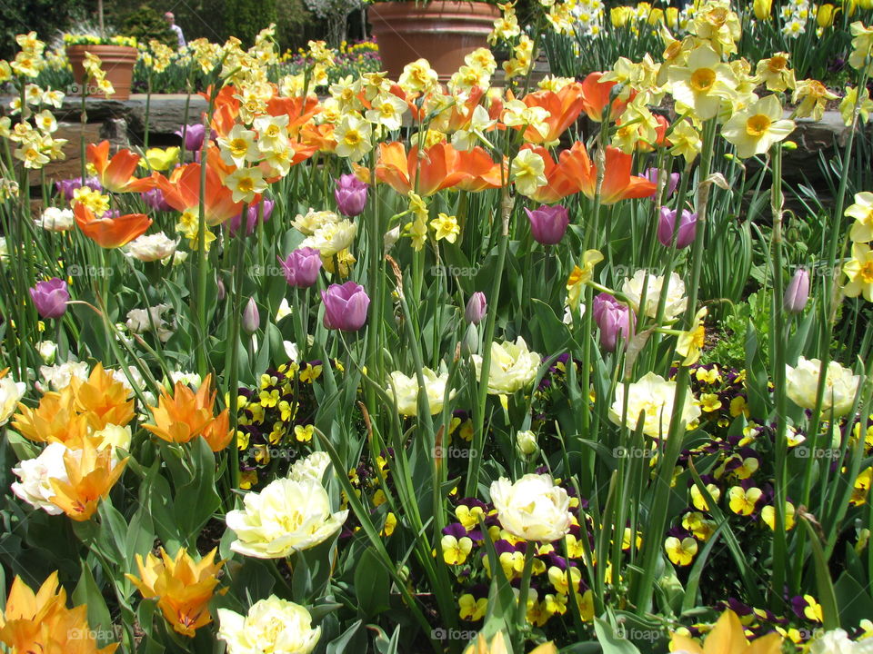 Tulips at the Sarah P Duke Gardens in Durham, North Carolina 