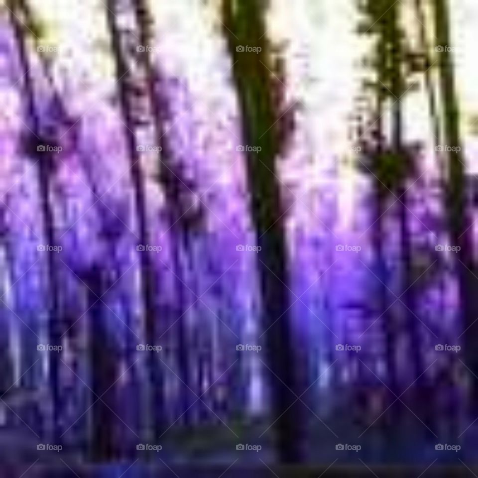 purple trees