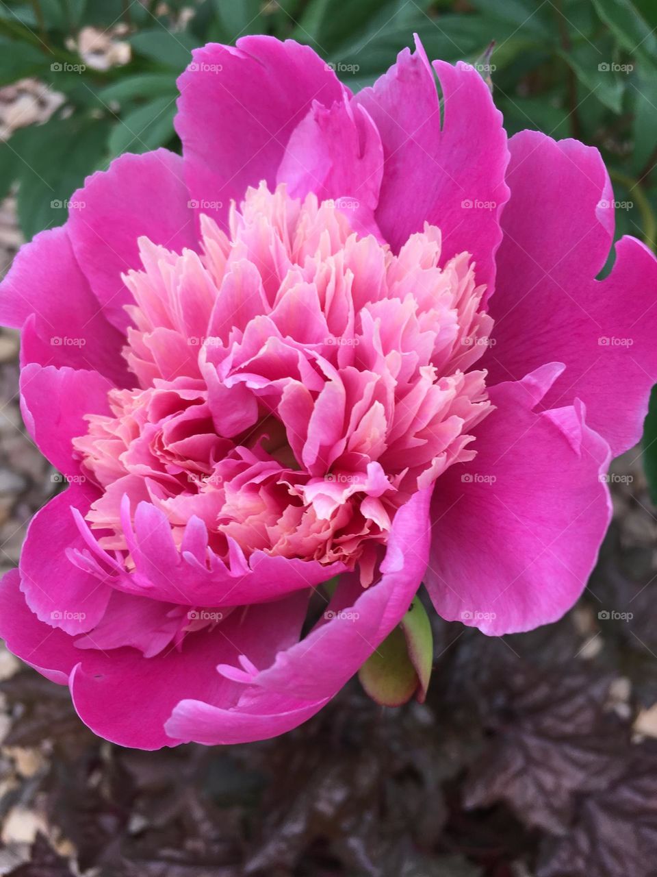 Smell the Peonies 