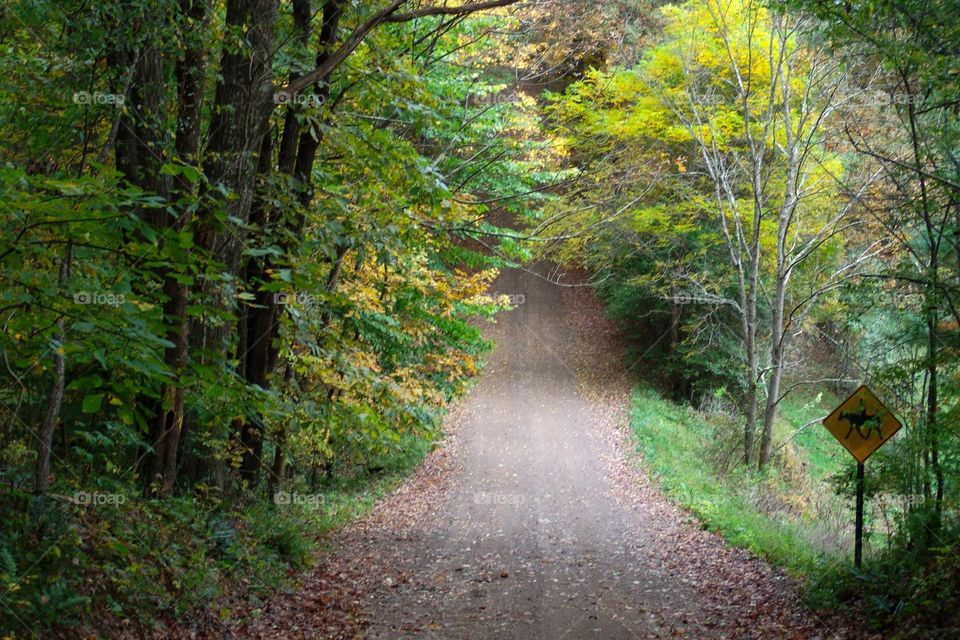 Autumn Horse Trail
