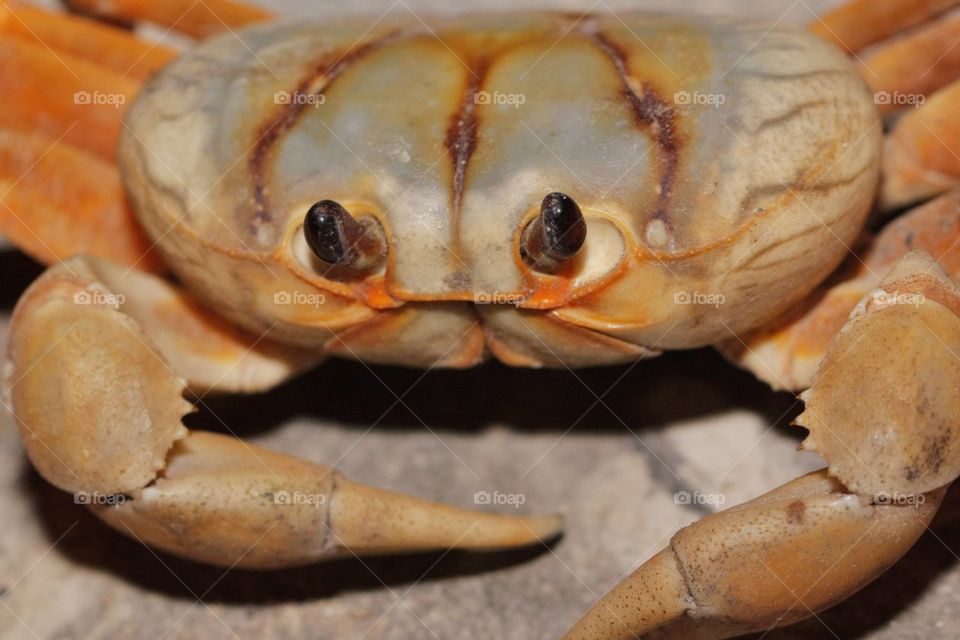 Close-up of a crab