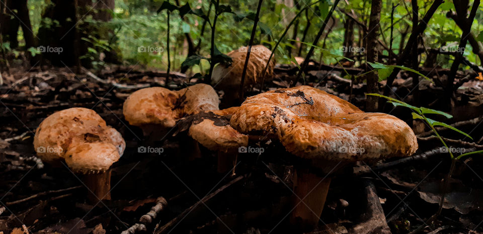 Decay, darkness and a bunch of mushrooms readying themselves for the beginning of a long season ahead of them.
