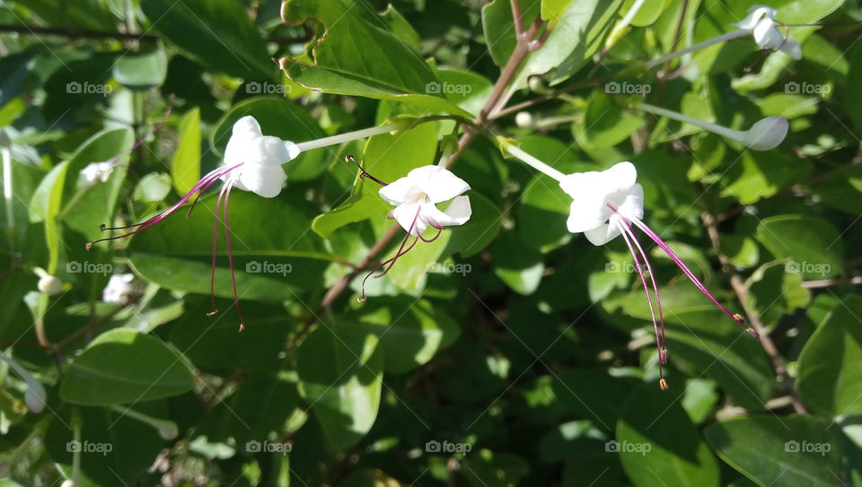 Small White flower