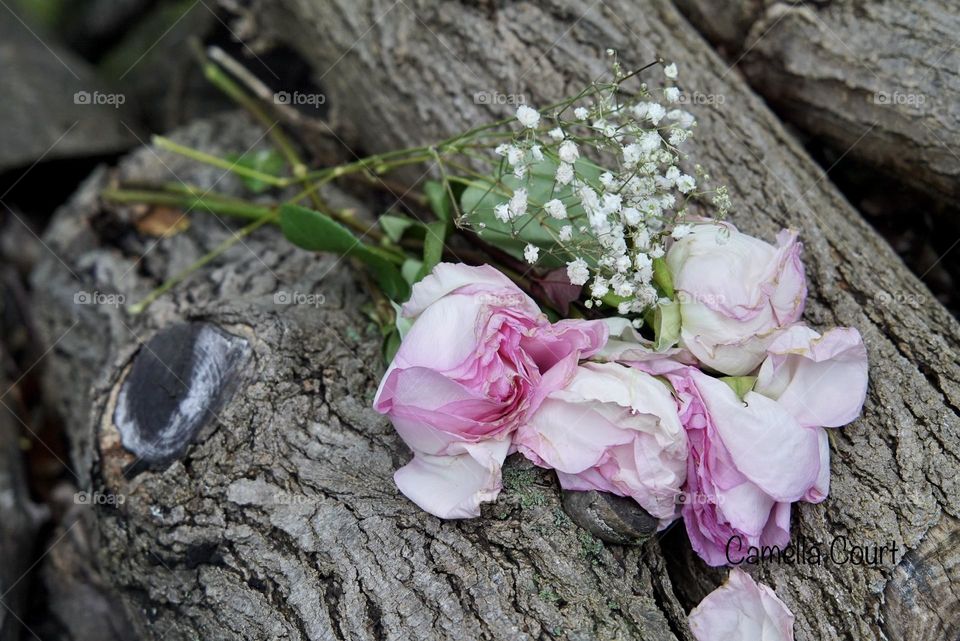 Pink wilted roses on a pile of fire wood