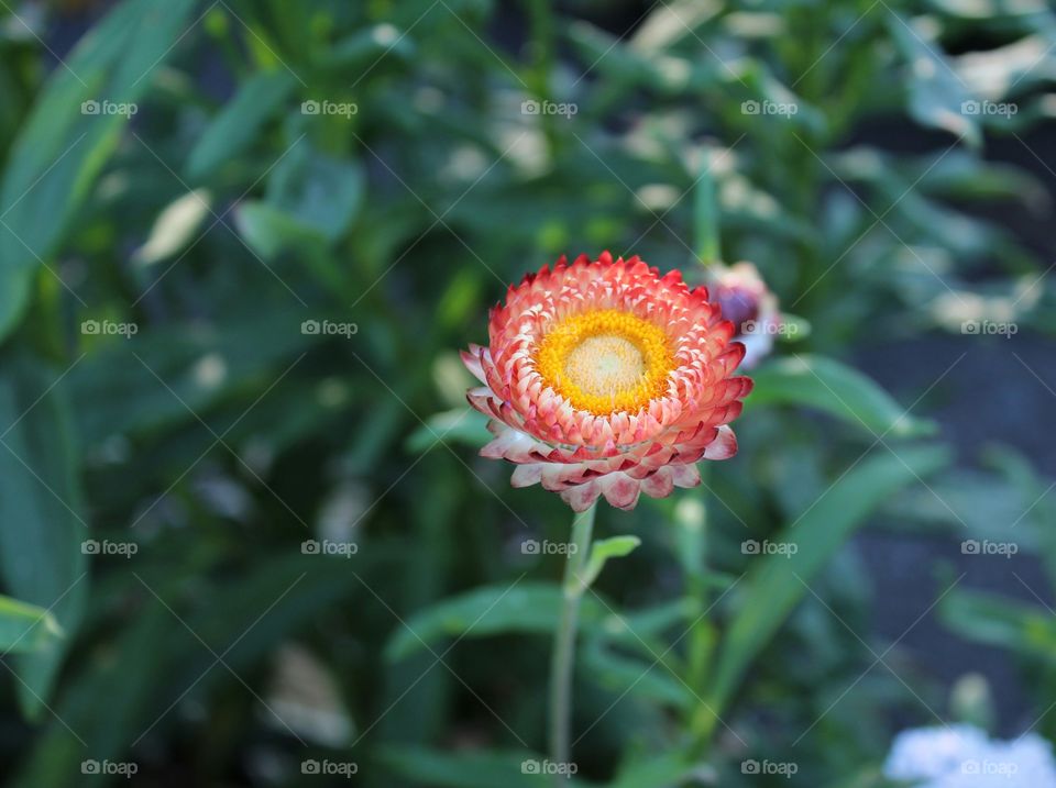community flower garden West Sacramento, California