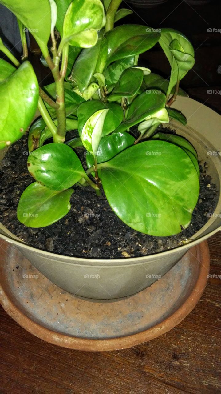 House Plants In Pots